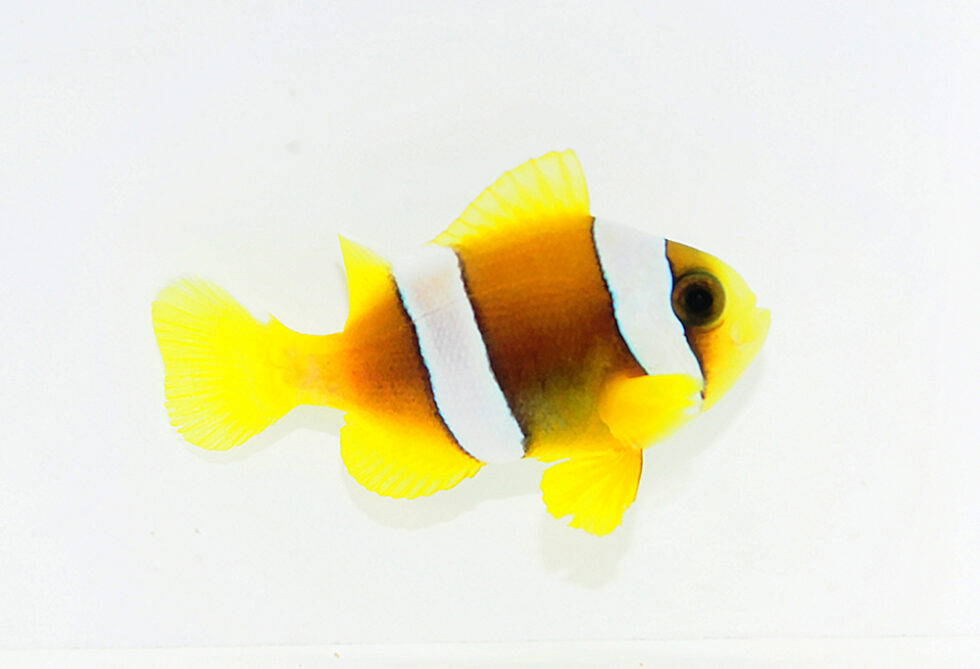 Sustainable Aquatics Adds Madagascar Clownfish To Captive Bred