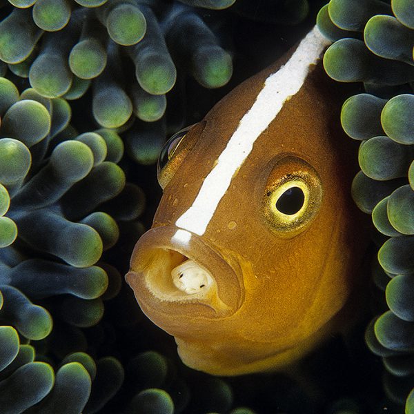 Parasitic isopod (Cymothoa exigua) that has consumed the toung of this clownfish and installed itself as a permanent resident. This crustacean is known as the Tongue-eating Louse and will attack many species of marine fishes.