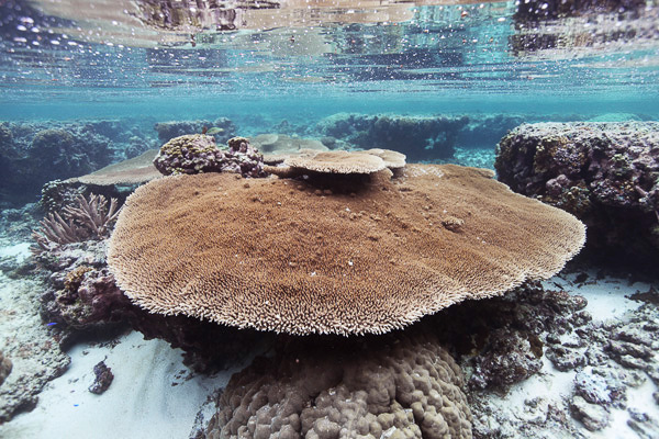 In Hot Water: Some Corals Thrive