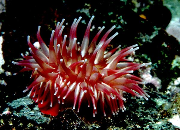 Urticina piscivora, the fish-eating anemone of the NE Pacific