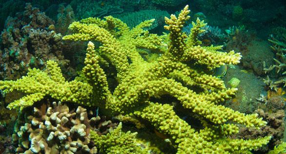 Stony Coral Fluorescence as a Measure of Health