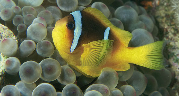 On the Night Reef: New Benefit Shown for Anemones Hosting Clownfish