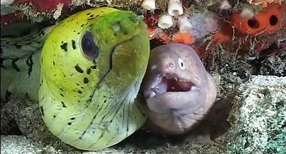 Featured CORAL Video: Moray Eels of the Andaman Islands