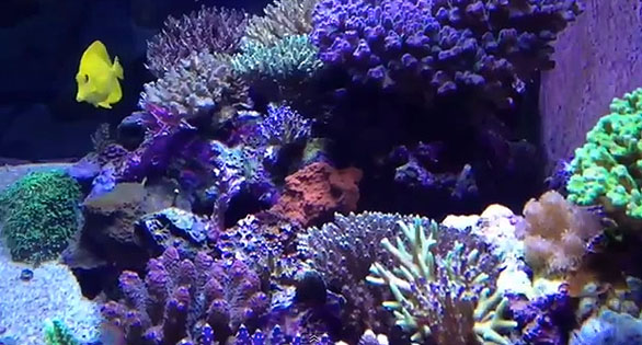 CORAL Featured Video: Shane Canellis’ SPS Reef