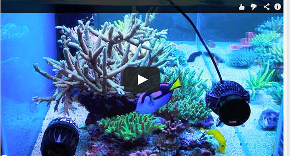 CORAL Featured Video: A Reef in the Sky 4