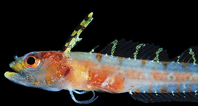 Science Happens: New Caribbean Deepwater Blenny Found