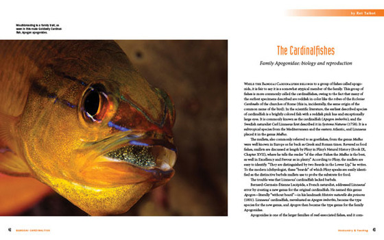 A Banggai Cardinalfish book sneak peek - opening spread for The Cardinalfishes chapter.