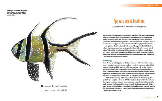 A Banggai Cardinalfish book sneek peak - the opening spread for the Appearance & Anatomy chapter.
