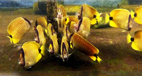 Rising Tide Update – Milletseed Butterflyfish update