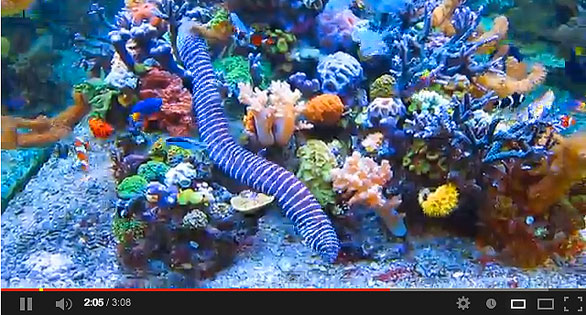 CORAL Feature Video: Dormero Hotel Reef