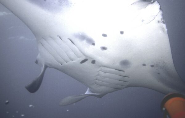 A female manta ray swimming over me.