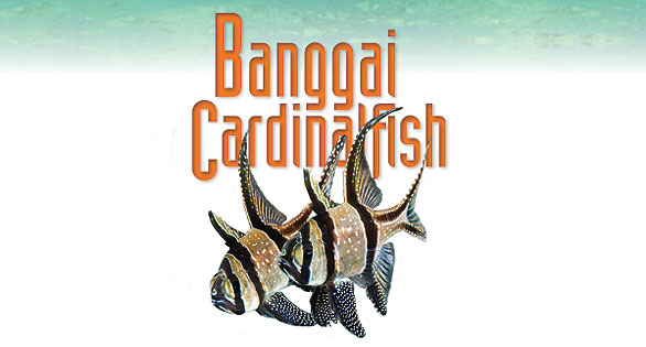 The Banggai Cardinalfish Book