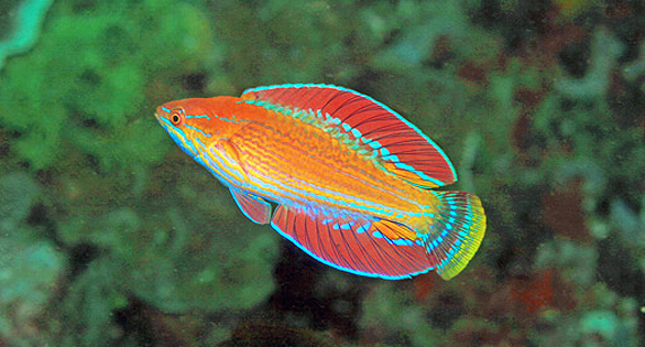 Dragons & Wrasses: New Reef Species Discovered