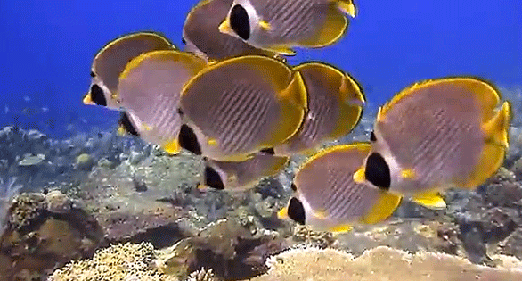 CORAL Featured Video: Bali Underwater