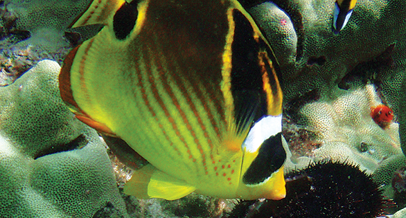 West Hawaii Fisheries White List of Legal Aquarium Fishes