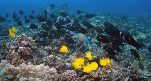 Hawaii’s Aquarium Fishery at a Critical Turning Point