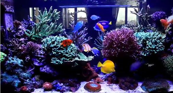 CORAL Featured Video: Sever’s House Reef