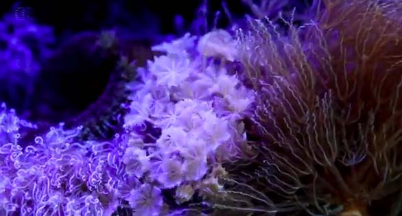 CORAL Video: “Rare” Aquarium Xenia Colonies