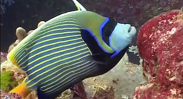 CORAL Featured Video: Reef Life of the Andaman Sea