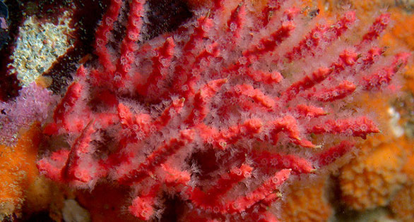 New Flaming Red Gorgonian Found