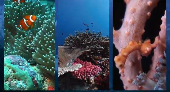 Screen capture from "Resiliance", coral reef video by Bruce Carlson
