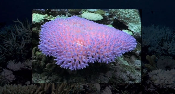 Screen capture from "Resiliance", coral reef video by Bruce Carlson