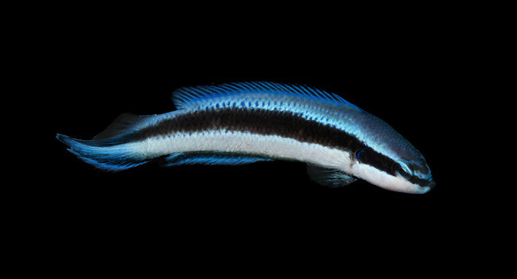 ORA Introduces Latest Hybrid – New Electric Indigo Dottyback