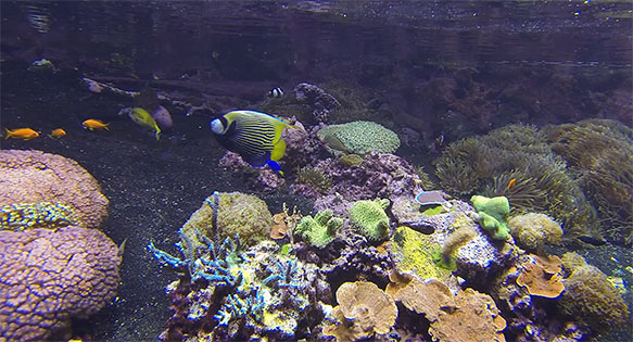 CORAL Video: Sulawesi Reef at Henry Doorly Zoo