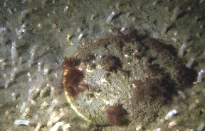 Filter-feeding cukes around a scallop in the summer