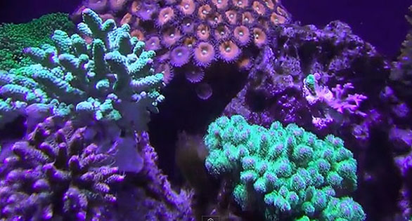 CORAL Feature Video: LED-Lit 120-Gallon Reef