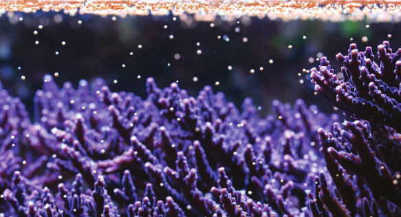 CORAL Excerpt – Project Coral: Inducing Predictable Broadcast Spawning of Stony Corals In Captivity