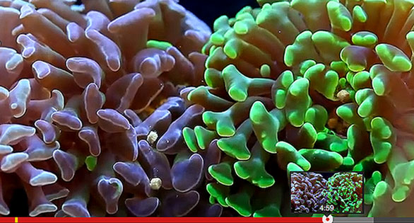 CORAL Featured Video: Feeding Polyps