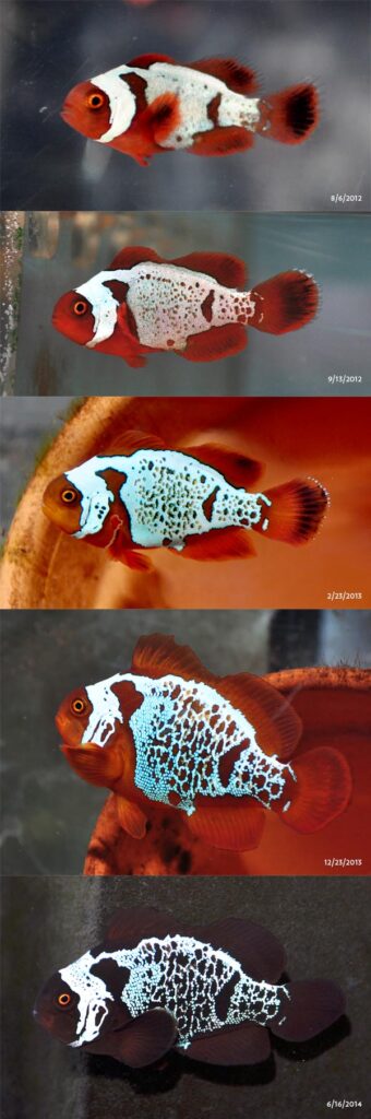 Pattern development in a F1 Lightning Maroon Clownfish, starting at 6 weeks post hatch, ending at 2 years post hatch.  A 2-year-old Lightning Maroon Clownfish appears much closer in pattern to the “wild” fish—proof that pattern changes and emerges over years.