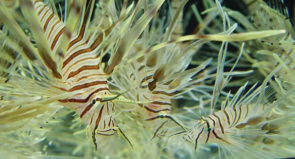 CORAL Editor’s Page: Is A Ban on Lionfish in Florida Justified?