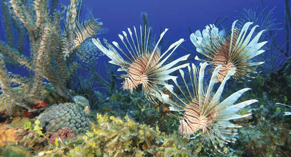 CORAL Excerpt: BANNED! (Florida’s New Lionfish Rules)