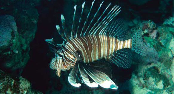 Aquarium Livestock Vendors Prepare For Florida Lionfish Ban