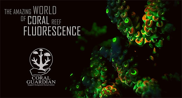 VIDEO: The Amazing World of Coral Reef Fluorescence (3 Part Series and more)