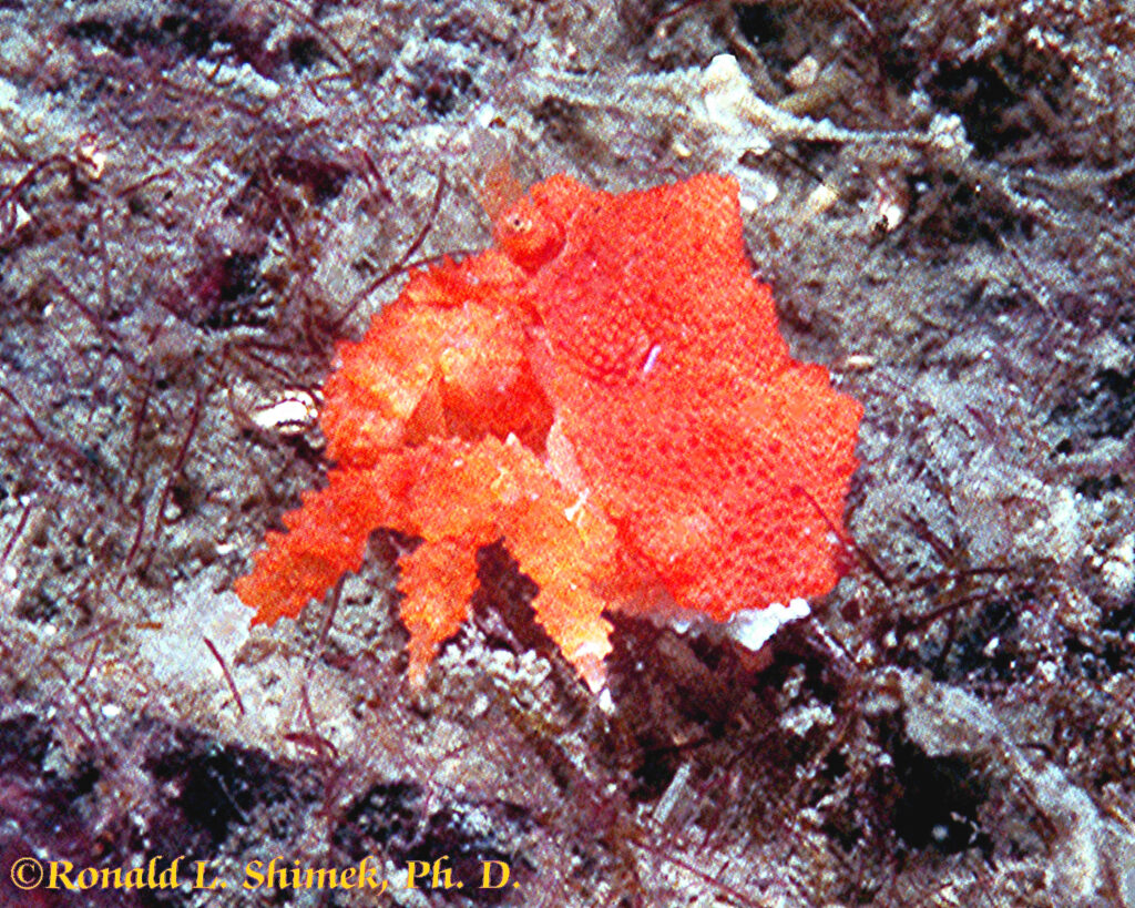 A baby Puget Sound King Crab.