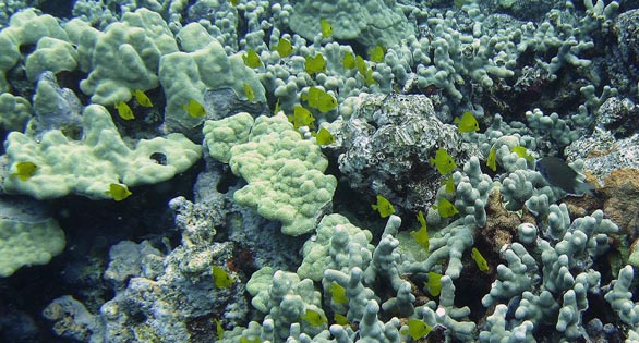 CORAL Excerpt: “Biblical” Spawning Event on Hawaiian Reefs