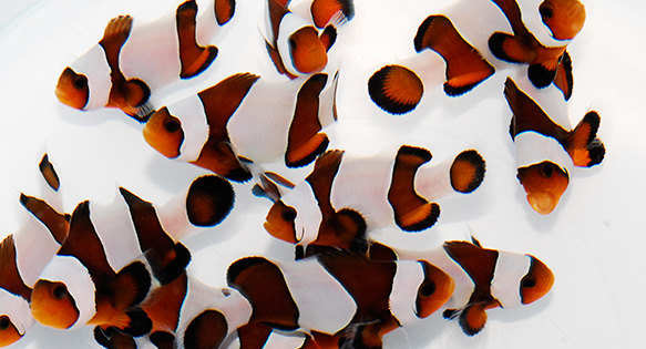 Sea & Reef Aquaculture Introduces Wide Bar Mocha Gladiator Clownfish