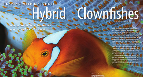 CORAL Excerpt – Playing With Matches: Hybrid Clownfishes