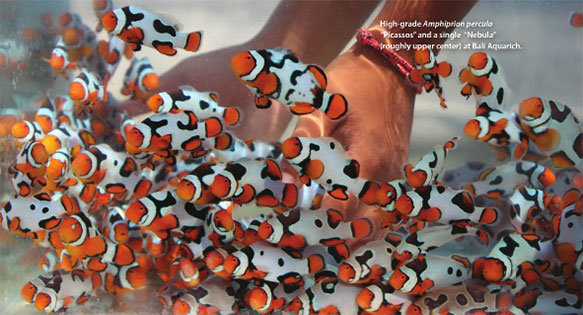 Count the Clownfish Contest Winners!