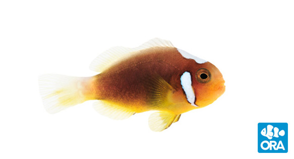 White Bonnet Clownfish Now Available From ORA