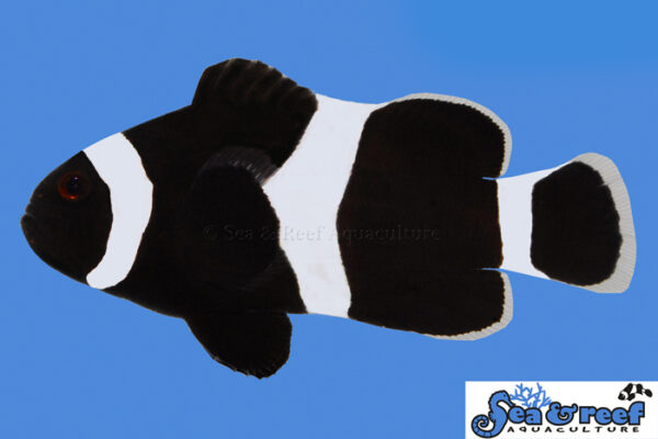 Sea & Reef Darwin (Black) Ocellaris Clownfish, one parent required for the new fish.