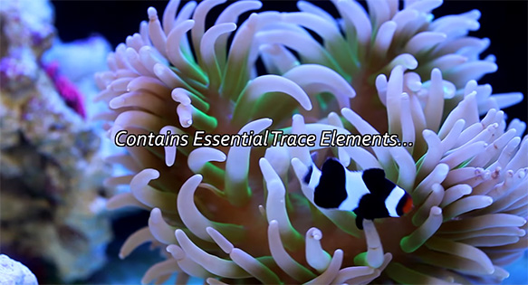 How Important are Trace Elements in the Reef Aquarium?