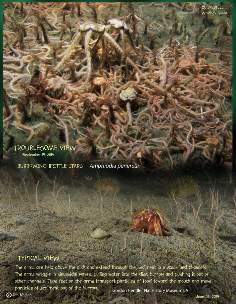 Figure 1.  The habitat in a typical, “healthy” and normal view is shown at the bottom.  The dying or dead brittle stars are coming out of the habitat, probably to avoid the anoxia that occurred in the sediments.