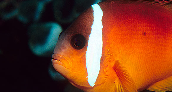 CORAL BONUS: It Was Always the Red Clownfish from Fiji: Amphiprion barberi (Part 3)