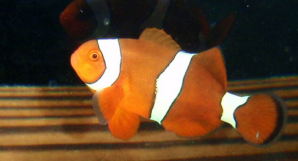 New Hybrid Citron Clownfish