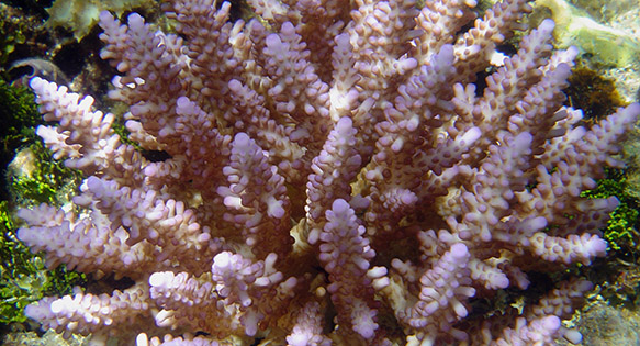 NMFS Solicits Public Comment on Protective Regulations for Listed Coral Species