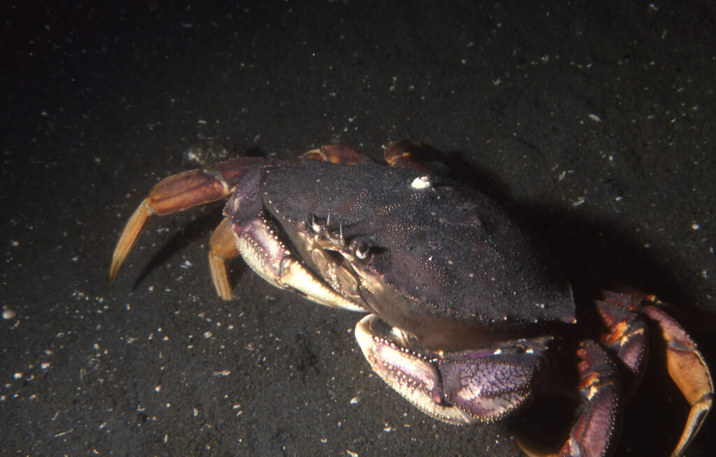 These large crabs are also scavengers on large carrion.